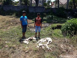 Anak Pemilik Kambing Mati Misterius Pergoki Anjing Berkalung Kain