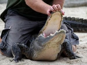 Fakta Alligator yang Disebut Paling Besar di Dunia, Hampir 6 Meter Fakta Alligator yang Disebut Paling Besar di Dunia, Hampir 6 Meter
