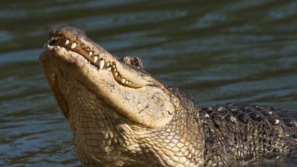 Melihat Buaya Seperti ini? Kabur Perlahan, Jangan Nyemplung ke Air