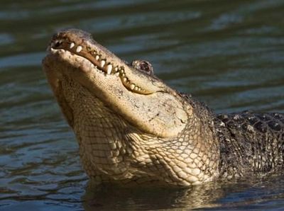 Melihat Buaya Seperti ini? Kabur Perlahan, Jangan Nyemplung ke Air