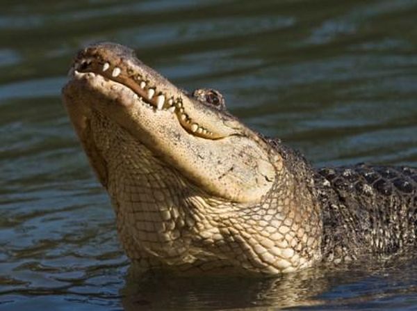 Melihat Buaya Seperti ini? Kabur Perlahan, Jangan Nyemplung ke Air