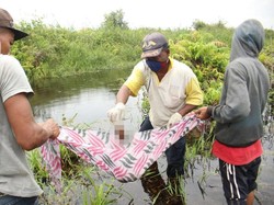 Warga Lihat 2 Buaya Sebelum Temukan Jasad Suprianto di Rokan Hilir
