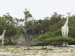 Sedih, Dua Jerapah Putih yang Langka Mati di Tangan Pemburu