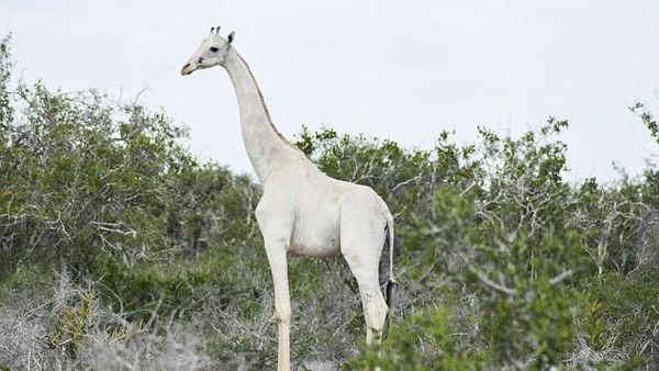 Penampakan Langka Induk dan Anak Jerapah Putih di Kenya