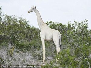 Penampakan Langka Induk dan Anak Jerapah Putih di Kenya