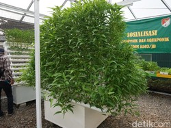 Melihat Hijaunya Lahan Hidroponik di Markas Kodim Jakarta Barat