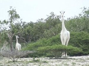 Langka! Jerapah Putih Ditemukan di Kenya