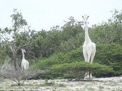 Langka! Jerapah Putih Ditemukan di Kenya