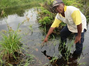 Upacara Tolak Bala, Kepala Kambing akan Diberikan ke Buaya di Riau Upacara Tolak Bala, Kepala Kambing akan Diberikan ke Buaya di Riau