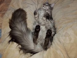 Inilah Cygnus, Kucing dengan Ekor Terpanjang di Dunia!