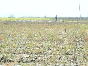 Kemarau, 11 Ribu Hektar Lahan Terbengkalai di Rembang