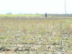 Kemarau, 11 Ribu Hektar Lahan Terbengkalai di Rembang