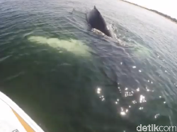 Bikin Kaget! Paus Bungkuk Muncul Saat Pria ini Memancing