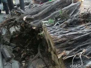 Pohon Tumbang yang Timpa Mobil di KS Tubun Dievakuasi, Lalin Lancar