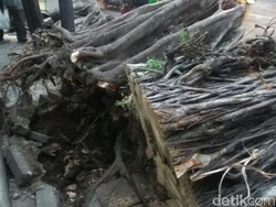 Pohon Tumbang yang Timpa Mobil di KS Tubun Dievakuasi, Lalin Lancar