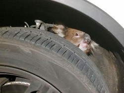 Kasihan, Koala Ini Nangis Terperangkap di Ban Mobil