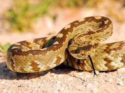 Berencana Bikin BBQ Ular, Wajah Pria Ini Malah Dipatok Ular Berbisa