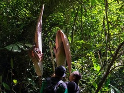 Bunga Bangkai Terbesar di Dunia Ditemukan di Riau