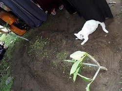 Mirip Kisah Hachiko, Kucing Ini Tak Mau Tinggalkan Makam Tuannya
