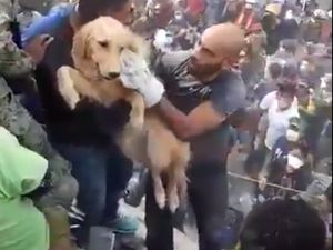 Momen Dramatis Penyelamatan Anjing dari Reruntuhan Gempa Meksiko