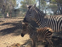 Kebun Binatang di Queensland Sambut Kelahiran Bayi Zebra Pertama