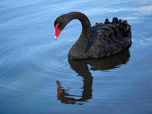 Curi Angsa dari Taman Kota untuk Dikonsumsi, Pria Ini Masuk Penjara
