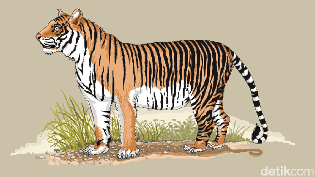 Warga Inhil Riau Diterkam Harimau Warga Inhil Riau Diterkam Harimau