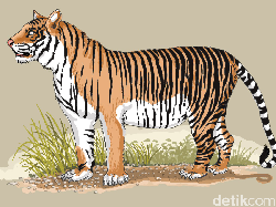 Harimau Mati dengan Jerat di Leher Dianggap Bukti Perburuan Masih Ada