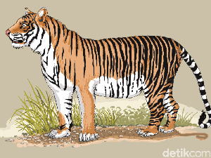 Kisah Bupati Aceh Selatan Dibantu Harimau Saat Tersesat di Hutan Kisah Bupati Aceh Selatan Dibantu Harimau Saat Tersesat di Hutan