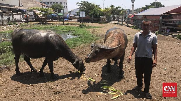 Hanya ada beberapa orang yang bisa menjadi pawang kerbau Kyai Slamet.