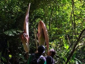 Bunga Bangkai Terbesar Dunia Ditemukan di Riau