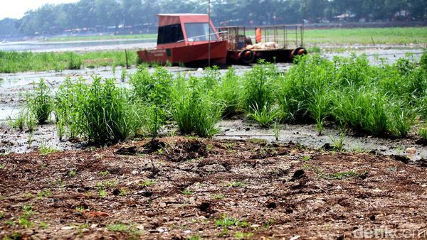 Begini Penampakan Setu Babakan Saat Surut