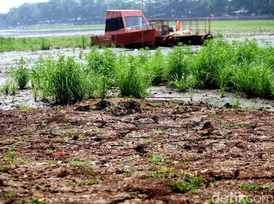 Begini Penampakan Setu Babakan Saat Surut