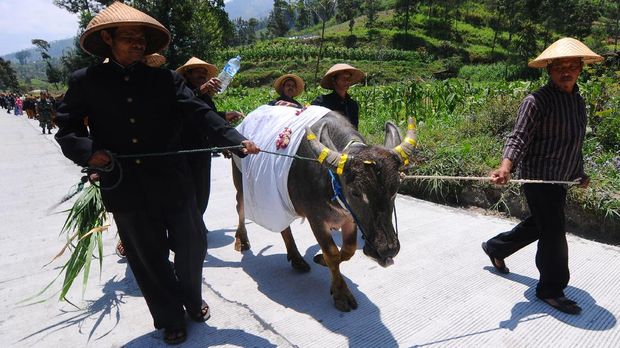 Warga mengikuti kirab kerbau Suro Merapi Merbabu di Selo, Boyolali, Jawa Tengah, Rabu (20/9). Kirab tersebut merupakan rangkaian dari tradisi malam 1 Suro dalam penanggalan Jawa sebagai wujud rasa syukur masyarakat lereng gunung Merapi dan Merbabu kepada Tuhan Yang Maha Esa serta mohon perlindungan dari segala bencana. ANTARA FOTO/Aloysius Jarot Nugroho/aww/17.