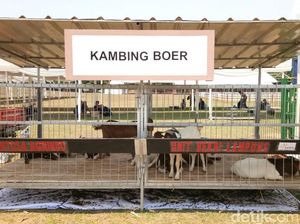 Mau Belajar Ternak Kambing dan Domba? Yuk Datang ke Cibubur