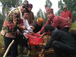 60 Persen Kentang di Jatim Dipasok dari Pasuruan
