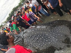 Nyangkut di Jaring Nelayan, Hiu Panjang 5 Meter di Palu Dievakuasi