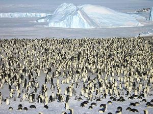 Ribuan Penguin di Antartika Mati Mendadak Secara Misterius Ribuan Penguin di Antartika Mati Mendadak Secara Misterius