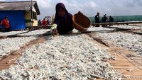 Melihat Produksi Ikan Teri di Pulau Pasaran