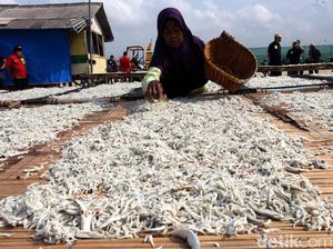 Melihat Produksi Ikan Teri di Pulau Pasaran Melihat Produksi Ikan Teri di Pulau Pasaran