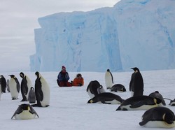Ribuan Penguin Mati Misterius di Antartika