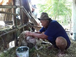 Kambing-kambing di Malang Kembali Ditemukan Mati Misterius