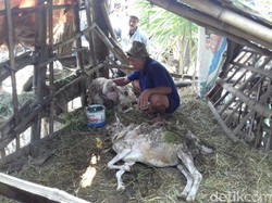 Puluhan Kambing di Malang Mati Misterius, Siapa Pembunuhnya?
