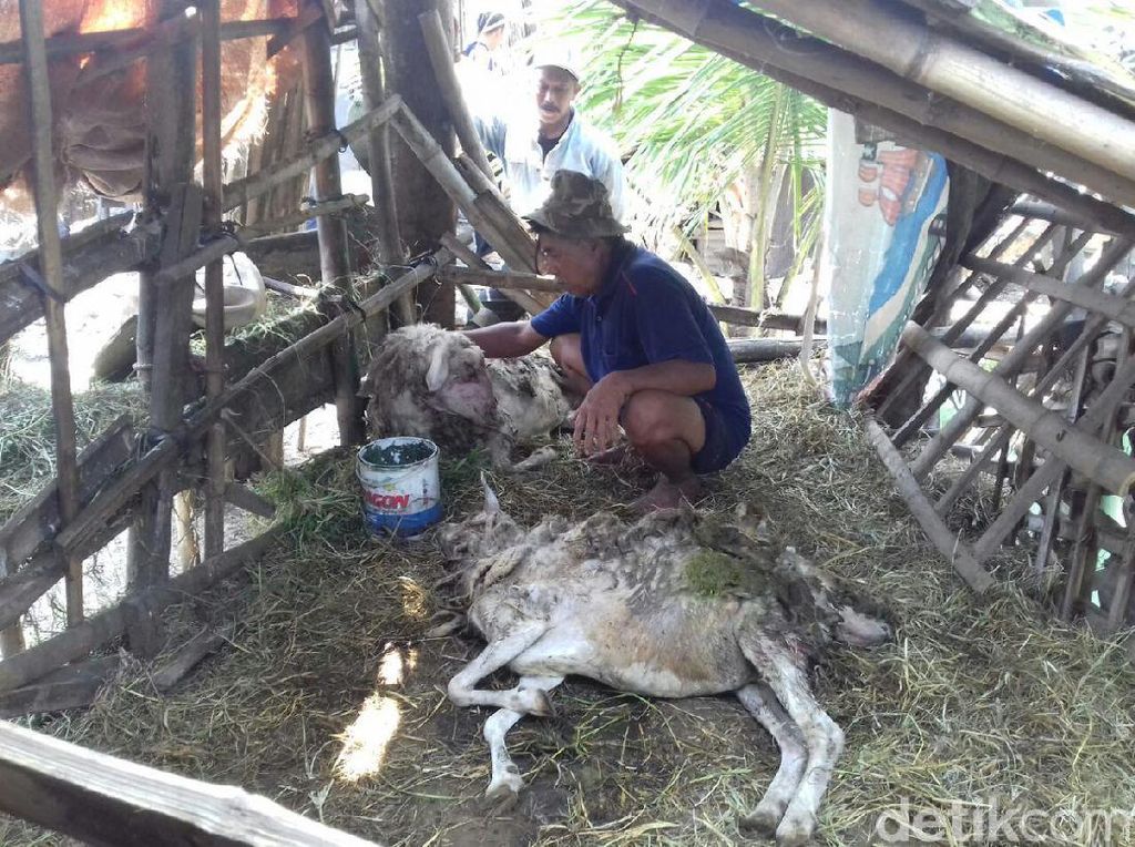 Puluhan Kambing di Malang Mati Misterius, Siapa Pembunuhnya? Puluhan Kambing di Malang Mati Misterius, Siapa Pembunuhnya?
