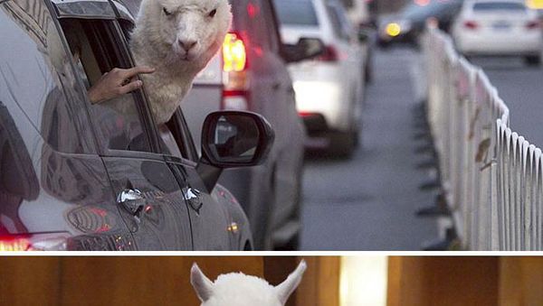 Deretan Photoshop Netizen yang Bikin Senyam-senyum