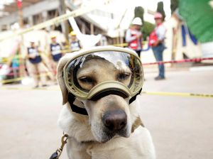 Frida, Anjing yang Jadi Ikon Penyelamat Saat Gempa Meksiko