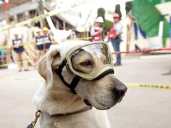 Guk! Inilah Gaya Frida Sang Penyelamat 12 Nyawa