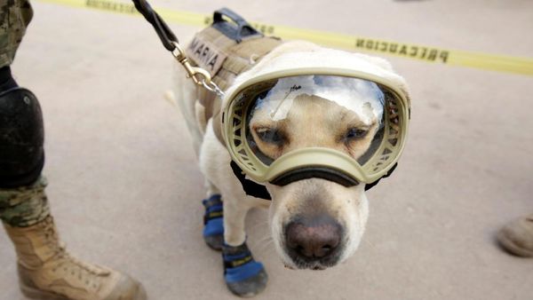Ini Frida, Anjing yang Populer Jadi Ikon Penyelamat Gempa Meksiko
