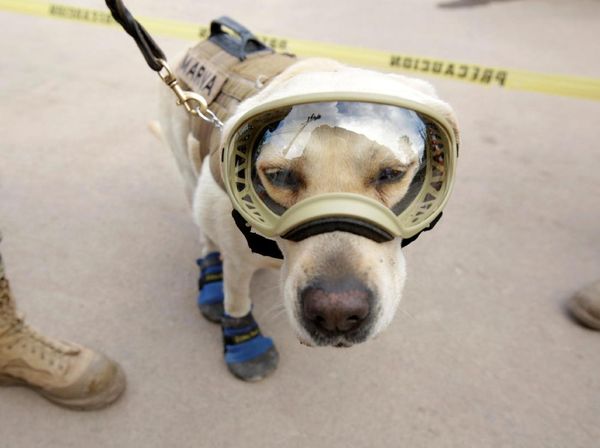 Ini Frida, Anjing yang Populer Jadi Ikon Penyelamat Gempa Meksiko