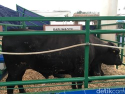 Coba Selundupkan Sperma Sapi ke China, Pria Ini Ditangkap Polisi Jepang